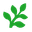 Fern