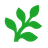 Fern