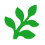 Fern