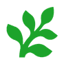 Fern
